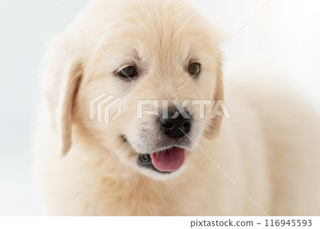 Close up view of puppy 116945593