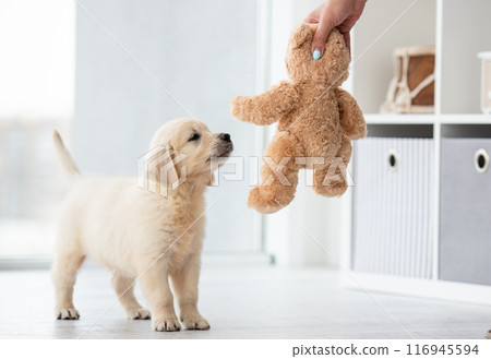 Puppy playing with teddy bear 116945594