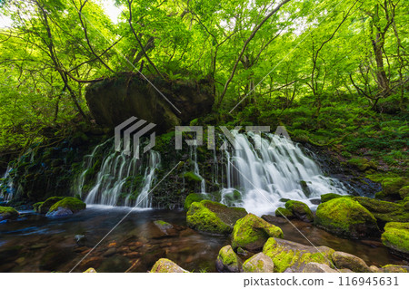 初夏的秋田縣仁賀保市，鮮綠的元瀧地下水 116945631