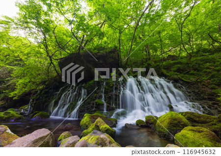Early summer in Nikaho City, Akita Prefecture: Fresh greenery under the waters of Mototaki Falls 116945632