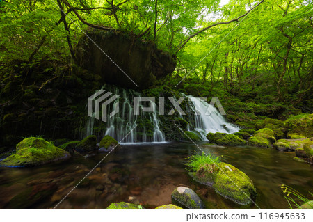 Early summer in Nikaho City, Akita Prefecture: Fresh greenery under the waters of Mototaki Falls 116945633