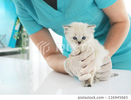 Ragdoll Kitten And Veterinarian Ragdoll Kitten And Veterinarian 116945665