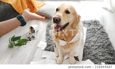 Golden retriever dog playing with toilet paper 116945687