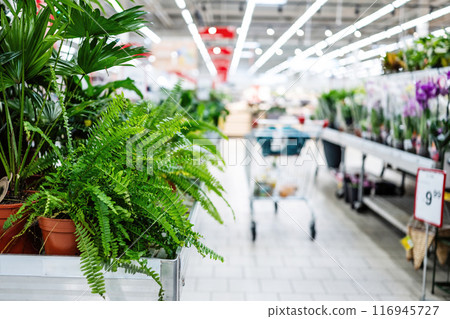 Empty Row Of Supermarket With Home Plants And Flowers Empty Row Of Supermarket With Home Plants And Flowers 116945727
