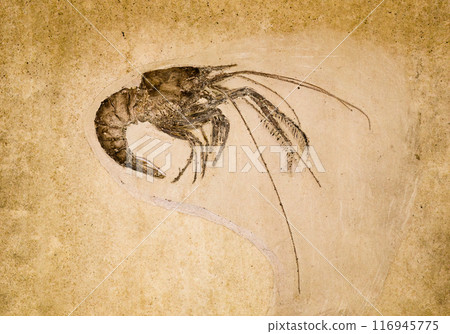 Marine animal prehistoric shrimps fossil Marine animal prehistoric shrimps fossil 116945775