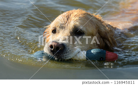 Golden Retriever Dog Swimming In River 116945811