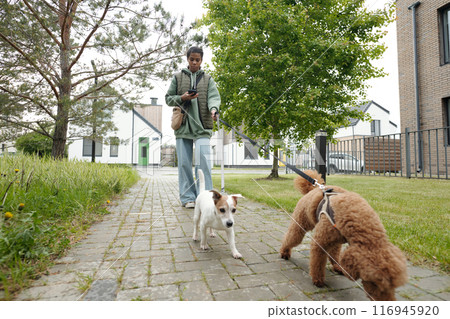 pets pulling leashes held by dog sitter 116945920