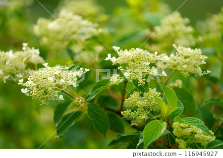 Noryutsugi flowers 116945927