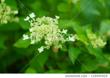 Noryutsugi花 Noryutsugi花 116945929