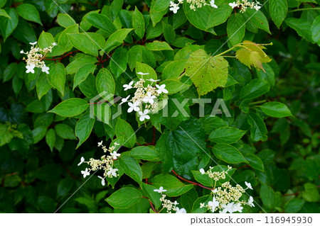 Noryutsugi花 116945930