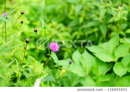 No Scenic Flower 116945933