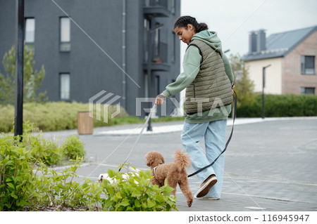 Morning stroll with purebred dogs Morning stroll with purebred dogs 116945947