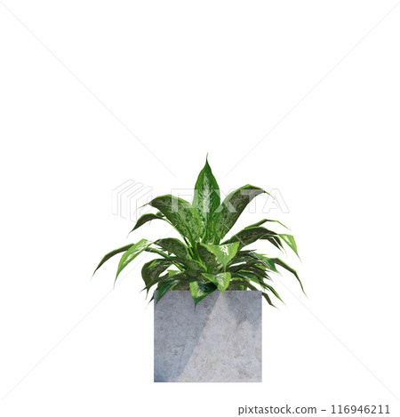 tropical plant pot green leaf white background 3d render illustration. plant tree houseplant botanical nature indoor garden decoration natural decoration flora. plants object isolated potted design. 116946211