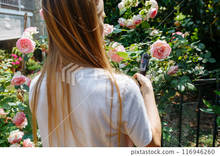rear view of woman cutting the rose bush in the garden rear view of woman cutting the rose bush in the garden 116946260