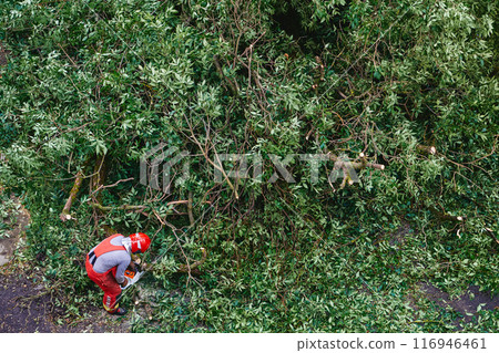 Rescue worker deal with the aftermath of the hurricane and cut down a fallen tree. Rescue worker deal with the aftermath of the hurricane and cut down a fallen tree. 116946461