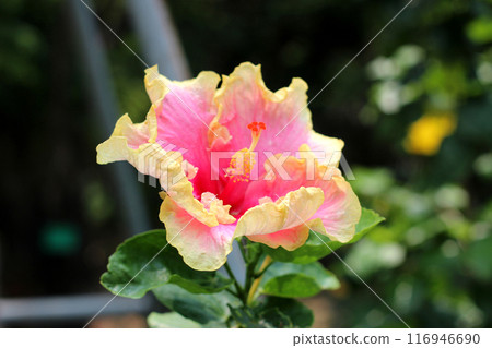 Yellow hibiscus flower in the garden Yellow hibiscus flower in the garden 116946690