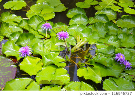 Beautiful waterlily or lotus flower with green leaves 116946727