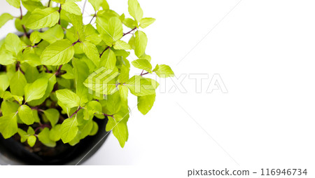 Fresh mint on white background. Fresh mint on white background. 116946734
