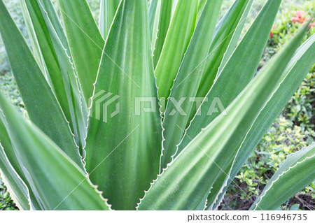 Agave plant in the garden. Furcraea fetida (L.) 116946735