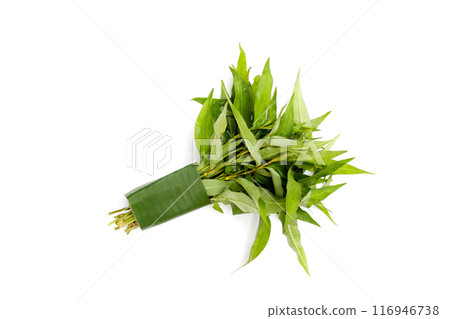 Vietnamese coriander leaves on white background. 116946738