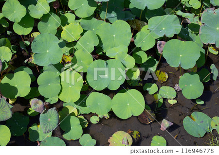 Beautiful green leaves of lotus flower in pond 116946778
