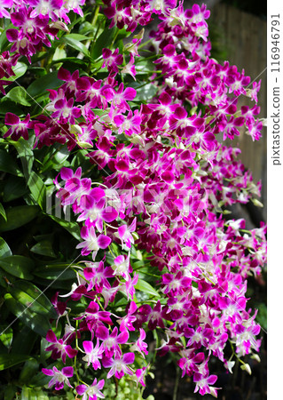 Beautiful purple orchid flowers. Flower background. 116946791