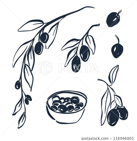 Vector tropical doodle set of ripe olives with branch. Hand-drawn fresh linear berries isolated on white background. Tasty food illustration for design, print, fabric or background. Vector tropical doodle set of ripe olives with branch. Hand-drawn fresh linear berries isolated on white background. Tasty food illustration for design, print, fabric or background. 116946803