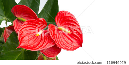 Flamingo flower or pigtail anthurium 116946959