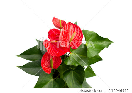 Flamingo flower or pigtail anthurium 116946965