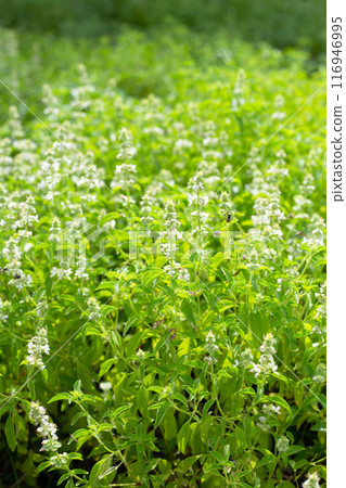 Lemon basil, Hoary basil, Hairy basil 116946995