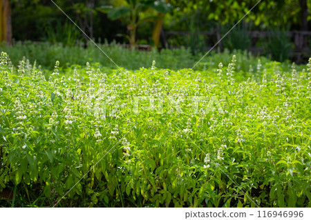 Lemon basil, Hoary basil, Hairy basil 116946996