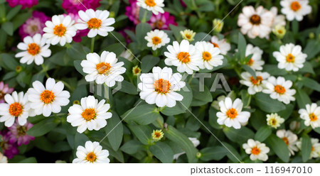 Zinnia flower in the garden 116947010