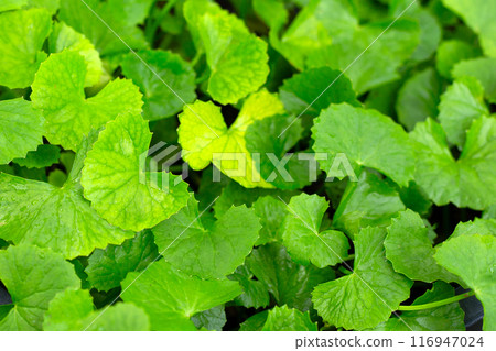 Gotu Kola plant growing in a pot 116947024