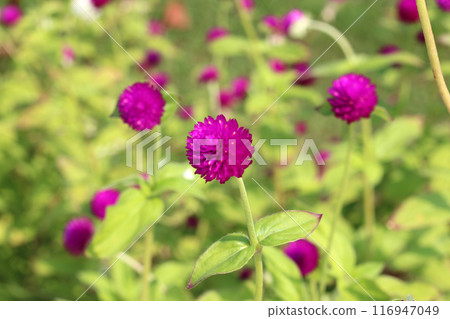 Globe amaranth or bachelor button flower 116947049