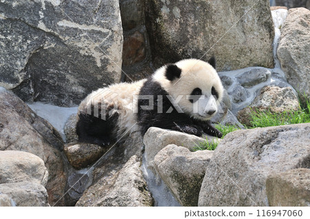 Relaxing at the water's edge at Yohama 116947060