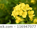 Rape blossoms blooming in riverbed 116947077