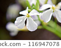 Hamadonkon flowers 116947078