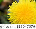 Dandelion close-up 116947079