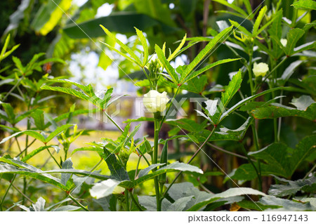 Okra plant in the garden Okra plant in the garden 116947143