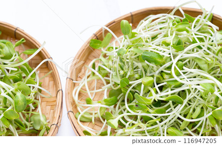 Sunflower Sprout on white background. Sunflower Sprout on white background. 116947205