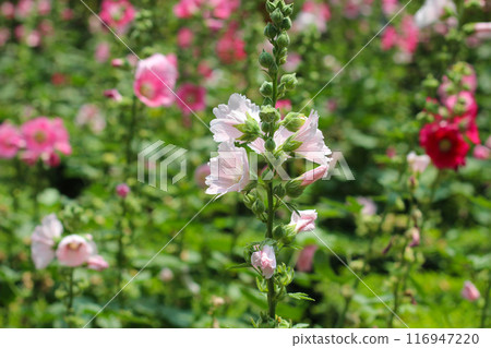 Beautiful pink hollyhock flower in the garden Beautiful pink hollyhock flower in the garden 116947220