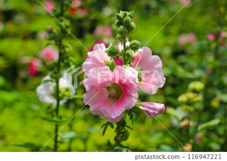 Beautiful pink hollyhock flower in the garden 116947221
