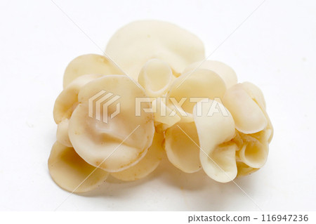 White jelly mushroom or white ear mushroom White jelly mushroom or white ear mushroom 116947236