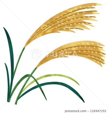 Seven autumn herbs: hand-drawn illustration of Japanese pampas grass 116947291