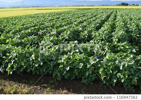 Soybean field Shonai, Yamagata Prefecture 116947362