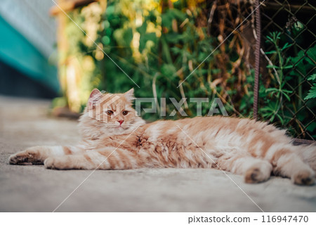 Beautiful portrait of orange or red cat lying on ground. Fluffy young pet,summer Beautiful portrait of orange or red cat lying on ground. Fluffy young pet,summer 116947470