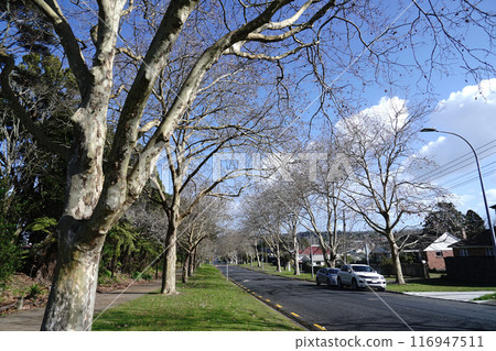 Winter landscape in New Zealand 116947511