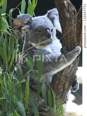 A koala climbing a tree A koala climbing a tree 116947753