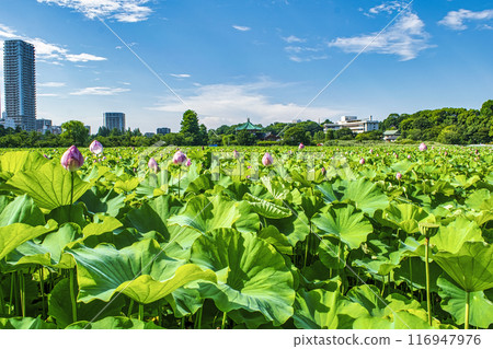 東京上野公園不忍池蓮花 116947976