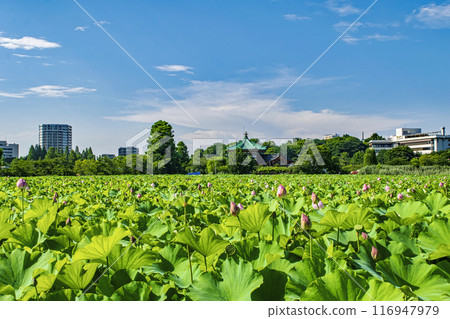 東京上野公園不忍池蓮花 東京上野公園不忍池蓮花 116947979